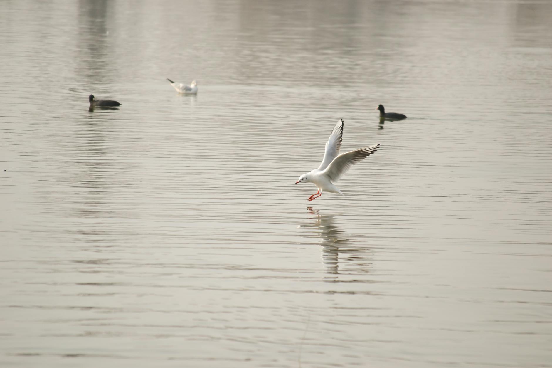 Excursii în Delta Dunării pentru iubitorii de păsări