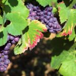 vita-de-vie-planta-care-transforma-curtea-intr-un-loc-de-poveste_wp